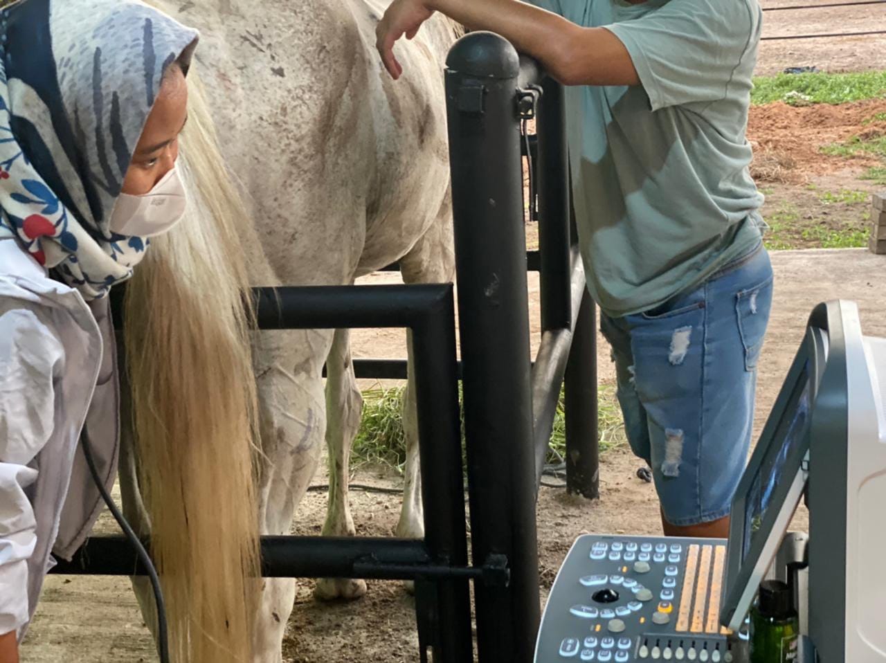 Lihat Anak Kuda Lucu Peternakan Kuda di Indonesia Ayub Camp Klaten